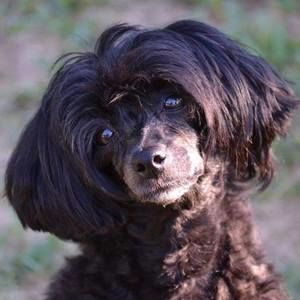 Meet your Posher, Allison